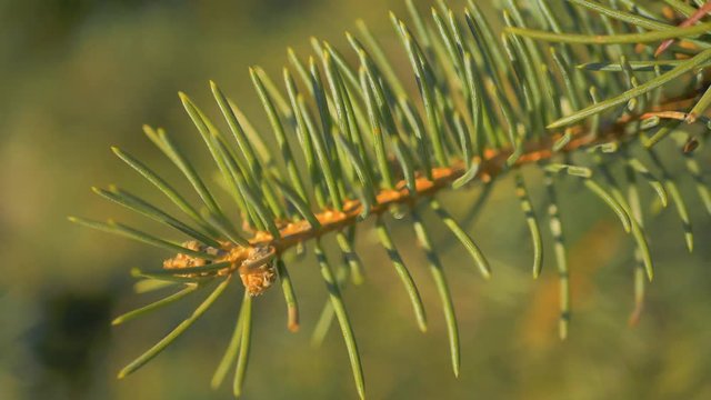 close-up of green fir branches
