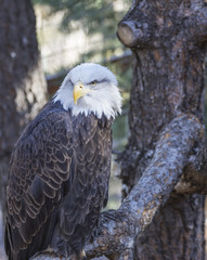 Eagle in Tree