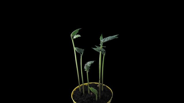 Phototropism effect in growing beans vegetables 21x1 in PNG+ format with ALPHA transparency channel isolated on black background. Displays the move of plant leaves to the direction of light source.
