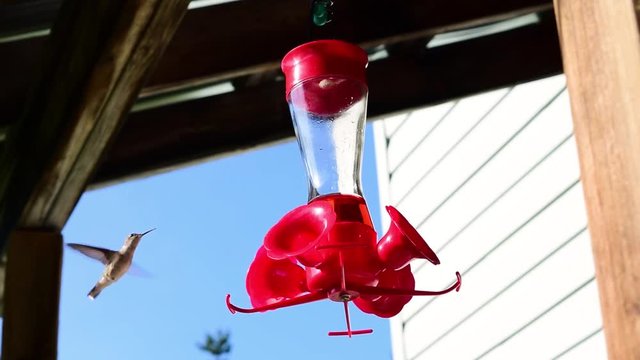 A hummingbird drinks from a feeder that hangs from a porch. The hummingbird also makes a quick high-pitched chirp or squeak sound several times. 