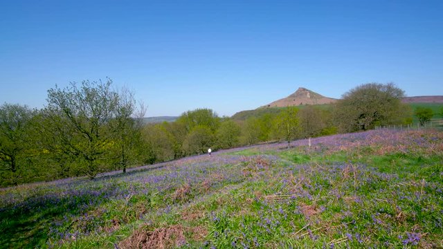 Bluebells & Roseberry Topping; Roseberry Topping & Bluebells; Newton Wood, Great Ayton