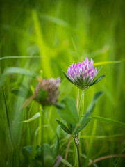 Klee Blüte