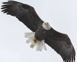 Bald Eagle
