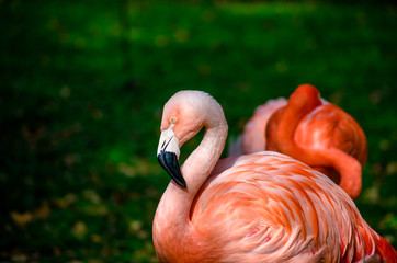 Isolated Pink Flamingo Looking Left © Dan J Rozak