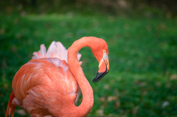 Isolated Pink Flamingo Looking Right