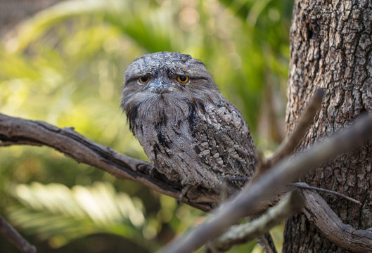 tawny frogmouth perched on a limb looking at you intently