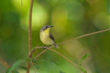 Golden-bellied Gerygone, Small lovely bird