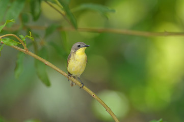 Golden-bellied Gerygone, Small lovely bird