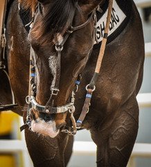 horse