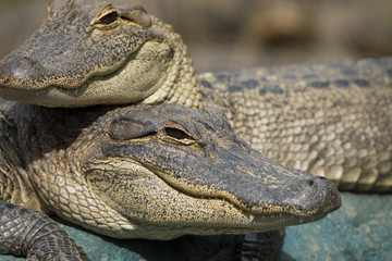 Alligator in the Swamp