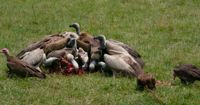 Lappet-Faced & Ruppell'S Vultures At Kill