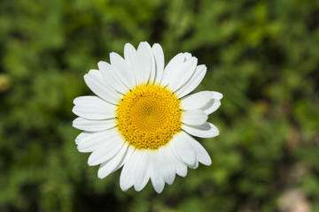 Obraz premium Daisy
