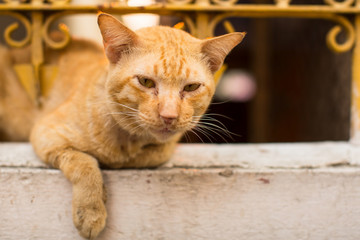 Redhead outdoor cat lying by the iron fence.