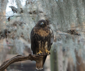 curious red tailed hawk is perched at looking at you