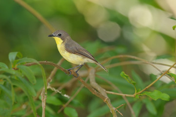 Golden-bellied Gerygone, Small lovely bird
