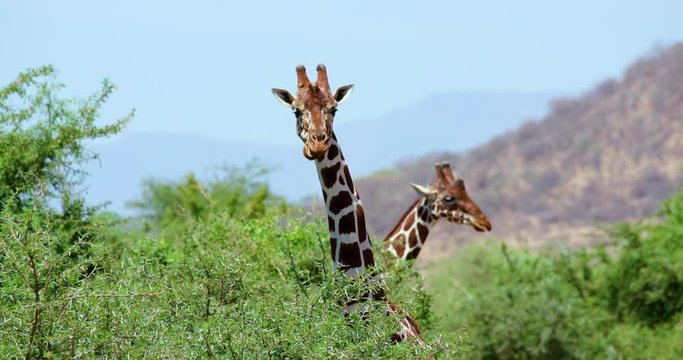 Male & Female Reticulated Giraffe Necks; Samburu 14 October 2016 Pm; Samburu, Kenya, Africa