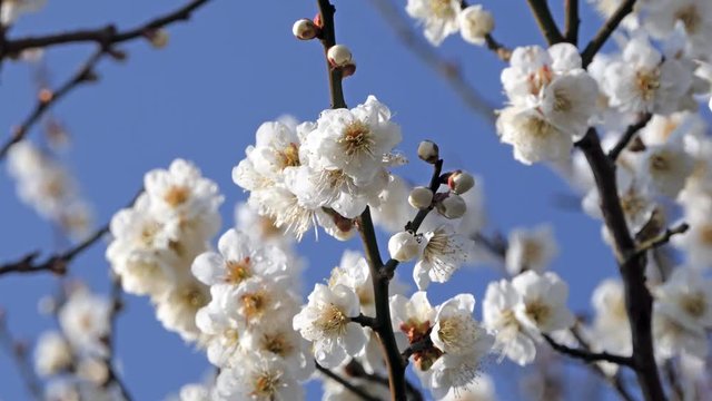 梅の花  アップ