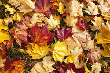 Background of fallen autumn leaves