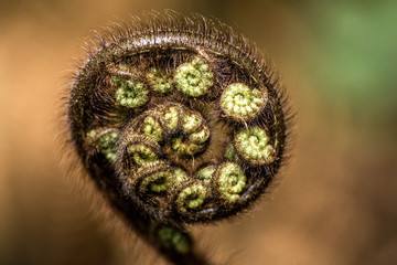 New Zealand Fern