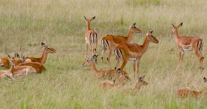 Female Impalas Resting; Maasai Mara Day 3; Maasai Mara, Kenya, Africa