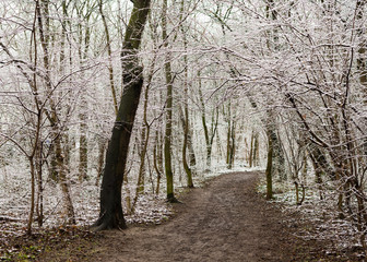 Footpath in a forest in winter with snow