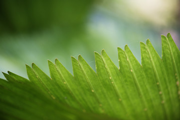 Closeup of green leaf