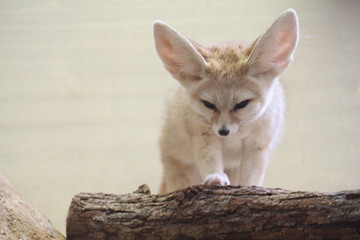 Fototapeta na wymiar Fennec fox / Small Mammal Animal