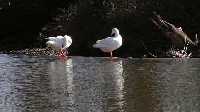 Embden Geese Pruning In The Sunshine; Embden Geese; River Esk, Ruswarp, North Yorkshire