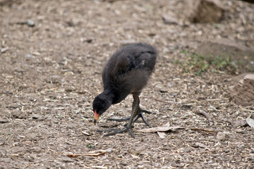 dusky moorhen chick