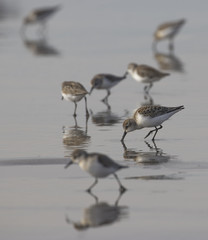 Sanderlings