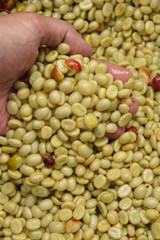 Coffee beans,In the ferment and wash method of wet processing