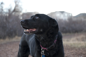 Portrait of black lab