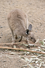 eastern grey kangaroo