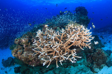 Staghorn coral on a tropical reef