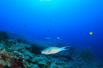 Obraz na płótnie Canvas A parrotfish on a tropical coral reef