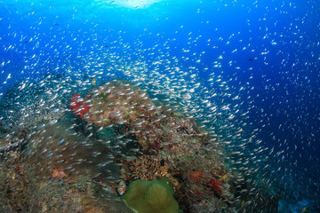 Fototapeta na wymiar Glassfish on a tropical coral reef