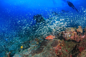 Naklejka na ściany i meble SCUBA divers and tropical fish on a coral reef