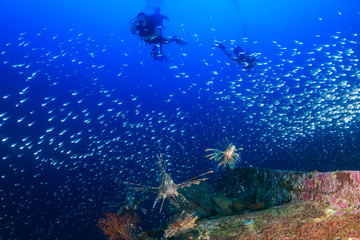 Fototapeta na wymiar Lionfish, Glassfish and SCUBA divers on a shipwreck