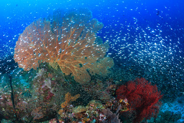 Seafans and glassfish on a tropical coral reef