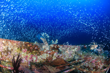 Fototapeta na wymiar Lionfish and glassfish on a tropical shipwreck