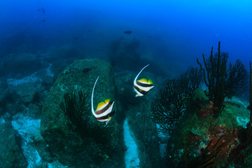 Fototapeta na wymiar A pair of Bannerfish on a tropical coral reef