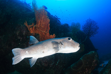 A giant pufferfish on a tropical coral reef