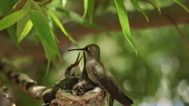 A mother hummingbird feeds her chicks, one is outside the nest