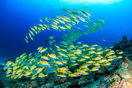 A school of colorful snapper on a tropical coral reef