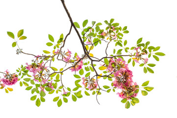 Pink Tabebuia rosea flower blooming in spring. Pink flower isolated on white background.