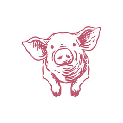 Pig Head Template Design