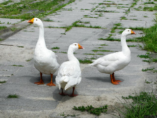 Naklejka na ściany i meble Three goose standing on the concrete pavement. Farm birds.