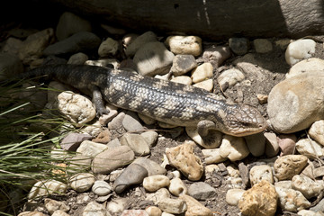 blue tongue lizard