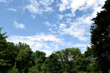 Obraz na płótnie Canvas 初夏の森と青空