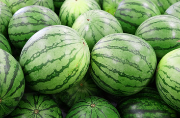 Close up on pile of watermelon in harvest season